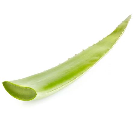 Fresh Aloe vera