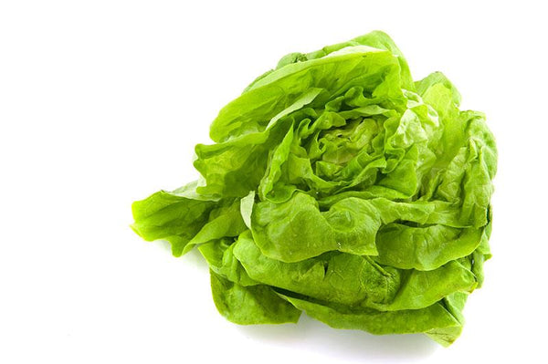 Boston Lettuce Fresh Farms