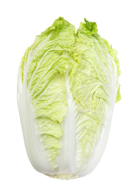 Fresh Napa Cabbage Fresh Farms