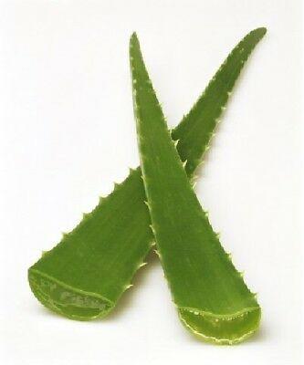 Aloe Vera Leaves Fresh Farms